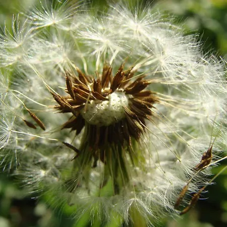 Appartementhaus Loewenzahn Apart Otel Bad Füssing