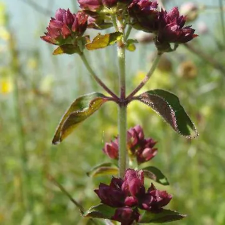 Apart Otel Appartementhaus Loewenzahn 3*