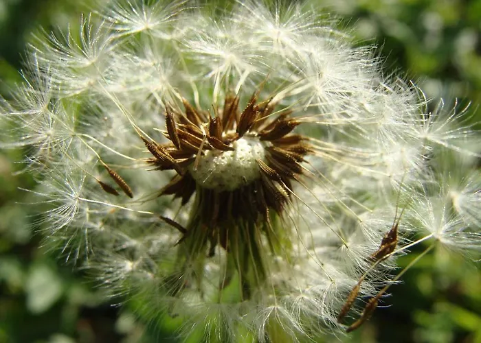 Appartementhaus Loewenzahn Aparthotel Bad Füssing