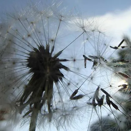 Appartementhaus Loewenzahn Aparthotel Bad Füssing