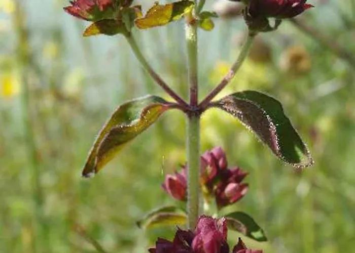 Aparthotel Appartementhaus Löwenzahn 3*