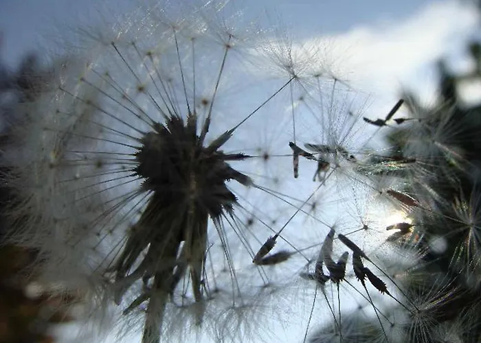 Appartementhaus Löwenzahn Aparthotel Bad Füssing